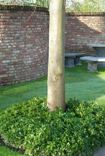 20x Pachysandra terminalis - Japanischer Ysander - Pflanzfix24.de - Pflanzfix24.de