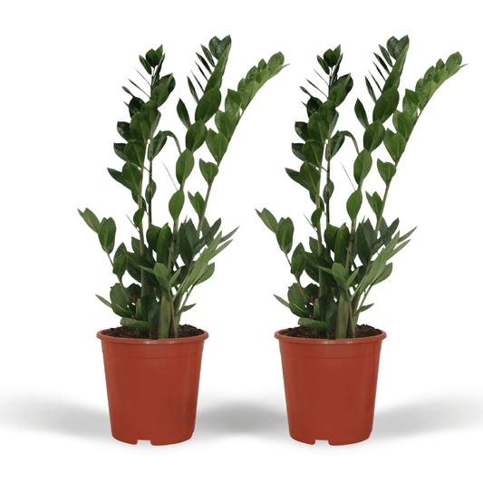 2x Zamioculcas Zamiifolia - Smaragdpalme - 70cm - ø17 - Pflanzfix24
