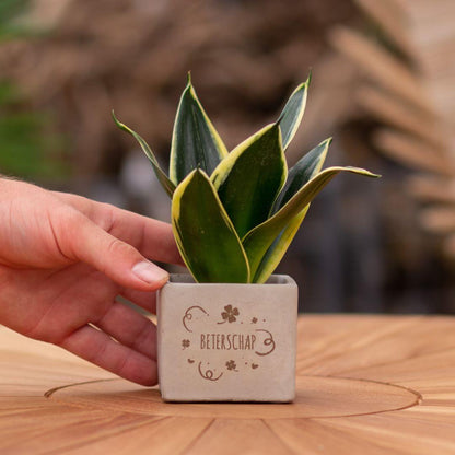 Congreet plantpots + Sansevieria | Beterschap - Pflanzfix24.de - Pflanzfix24.de