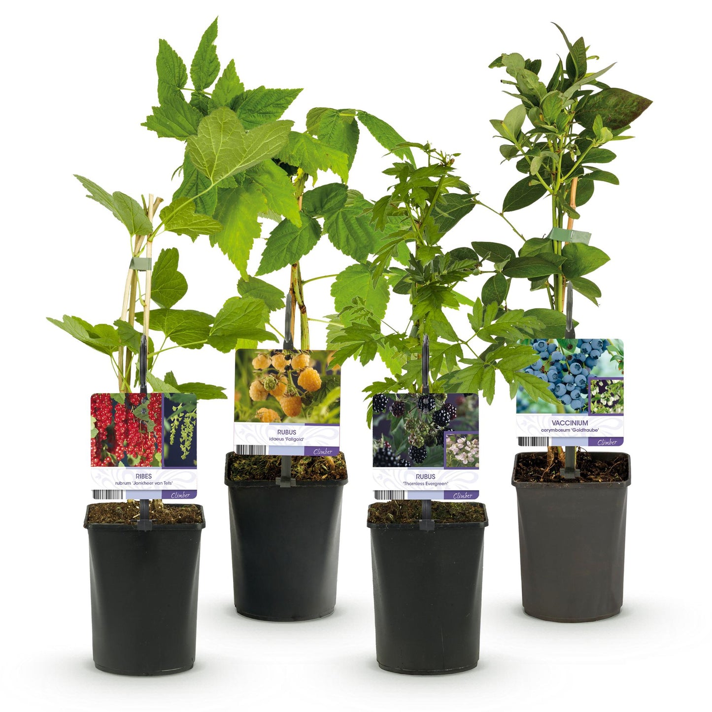 GreenboutiQ - Obstpflanzenmix - Rote Beere, Gelbe Himbeere, Schwarze Brombeere, Blaubeere - 4 Pflanzen - Topf 11cm Höhe 40cm - Pflanzfix24