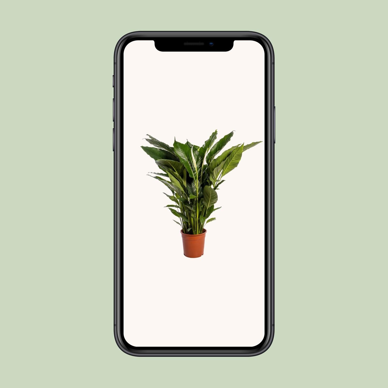 Spathiphyllum Sweet Sebastiano Ø24cm – elegante Friedenslilie | pflanzfix24.de - Pflanzfix24.de