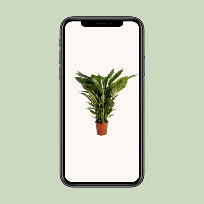 Spathiphyllum Sweet Sebastiano Ø24cm – elegante Friedenslilie | pflanzfix24.de - Pflanzfix24.de