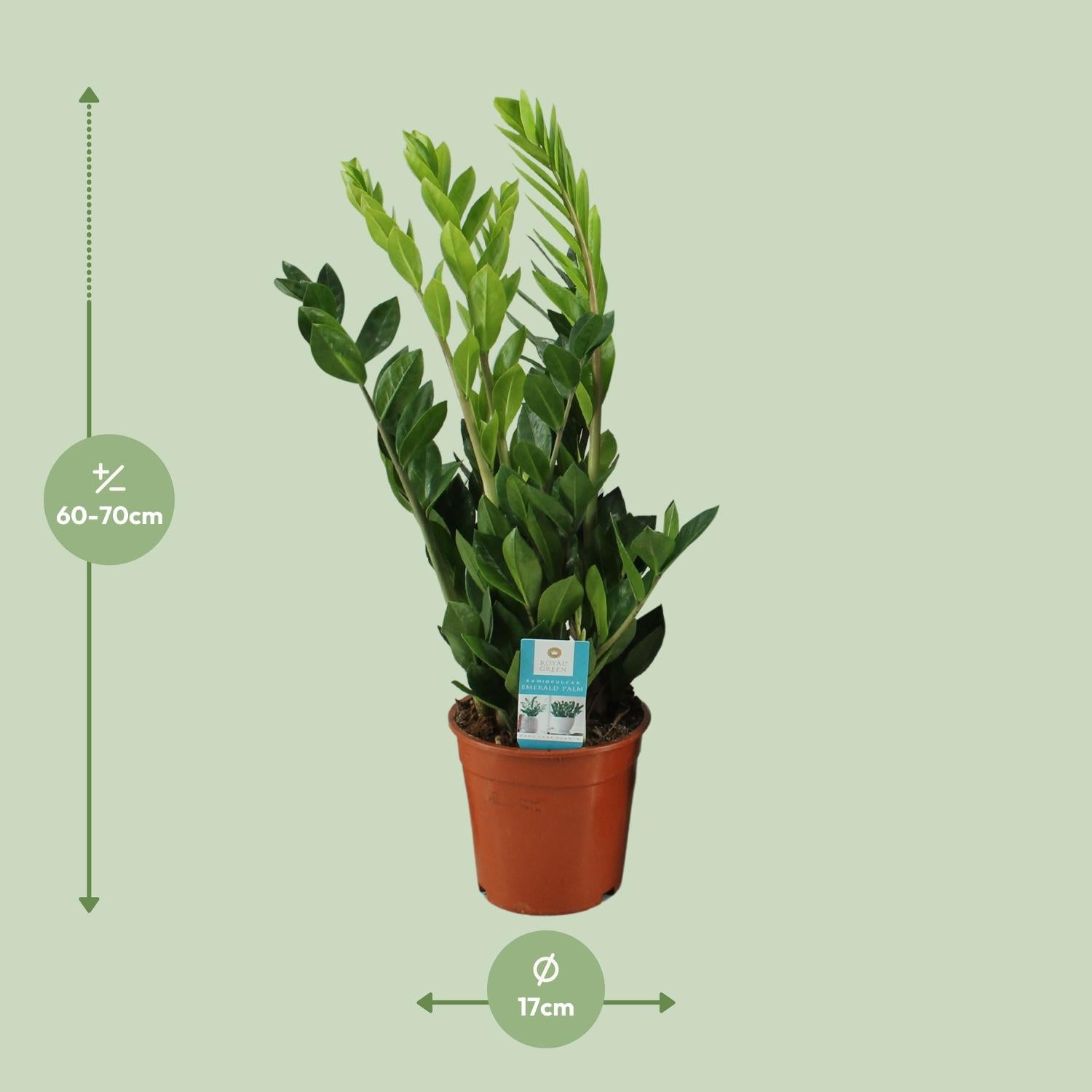 Zamioculcas Zamiifolia Ø17cm – Pflegeleicht & Elegant | Pflanzfix24.de - Pflanzfix24.de