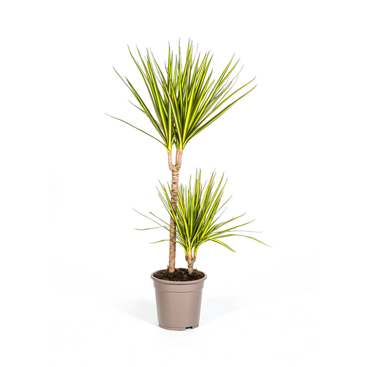 Dracaena Marginata Sunray Ø19cm - Pflanzfix24