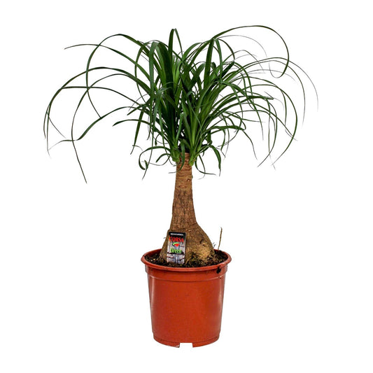 Beaucarnea Nolina - Ø19cm - pflanzfix24