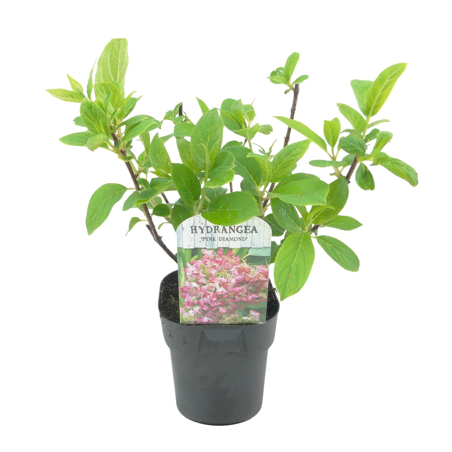 Pflanzfix24 - Hydrangea panniculata Pink Diamond - 3er Set - Topf 17cm