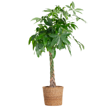 Pachira Aquatica XL mit Torun-Korb - 140 cm - Ø24 - Pflanzfix24