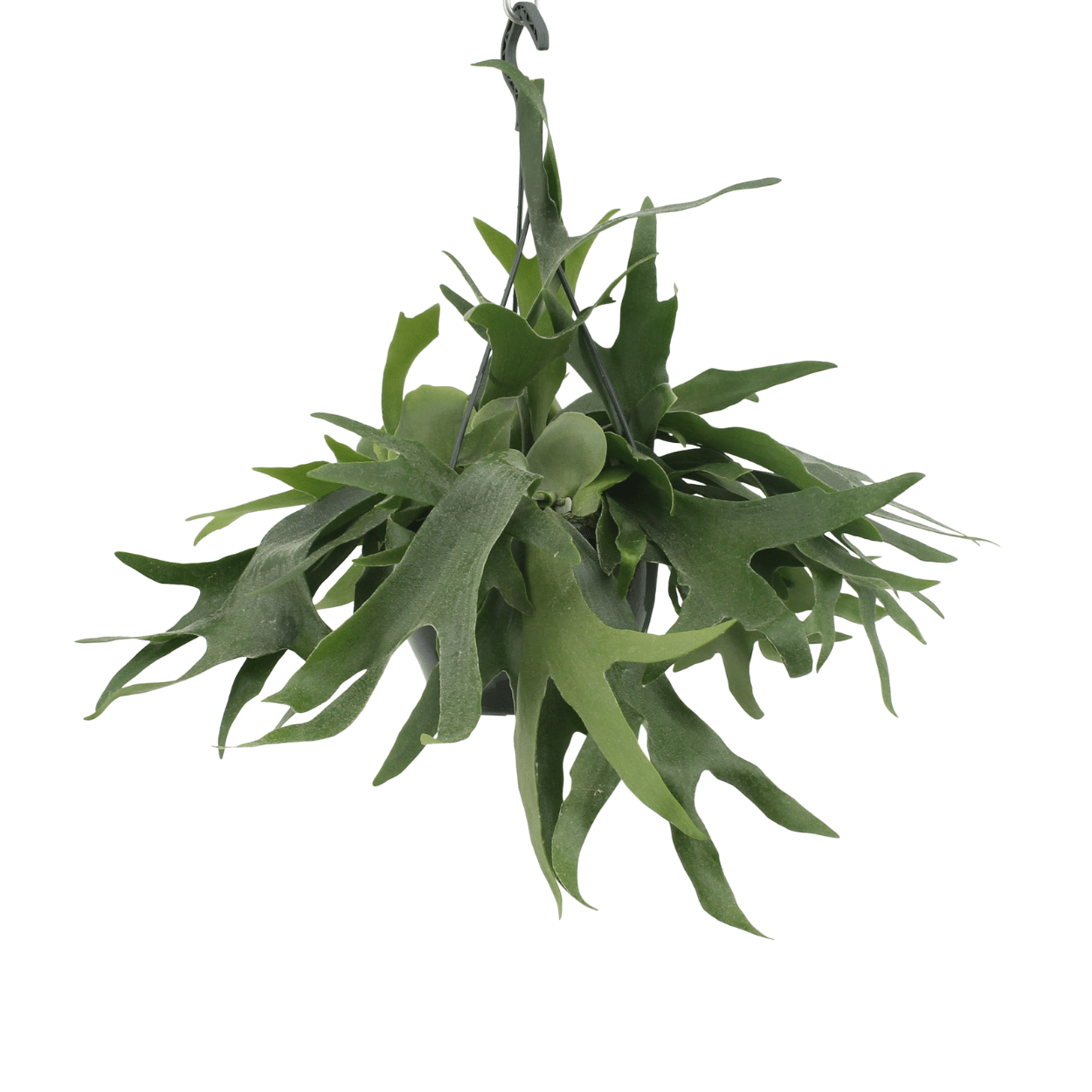 Platycerium Hertshoorn Geweihfarn Hängend Ø21cm – Pflanzfix24.de - Pflanzfix24.de