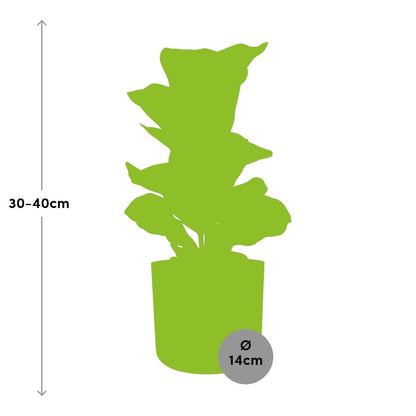 Ficus Lyrata 'Bambino' in ELHO b.for soft rond 14cm brique - Pflanzfix24