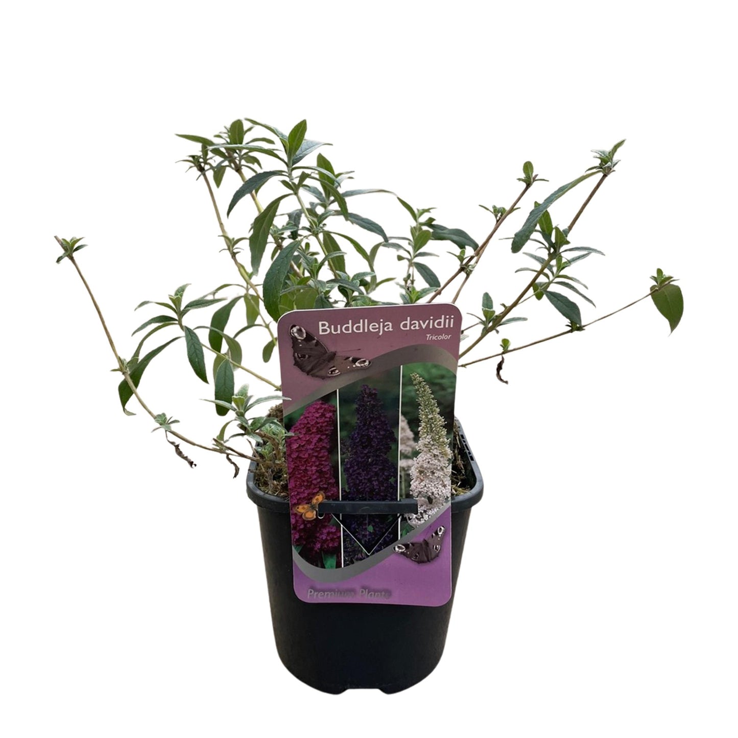 Pflanzfix24.de - Schmetterlingsstrauch - Buddleja davidii Tricolour - 3er Set - Blüten Rosa, Weiß und Lila - 1m2 - Pflanzfix24.de