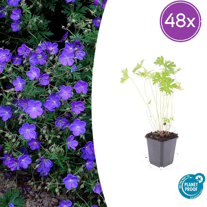 48x Geranium 'Johnson's Blue' - ↕10-25cm - Ø9cm von Pflanzfix24