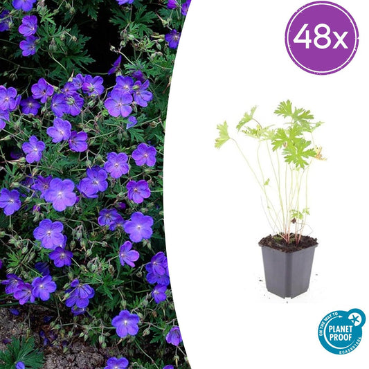 48x Geranium 'Johnson's Blue' - ↕10-25cm - Ø9cm von Pflanzfix24