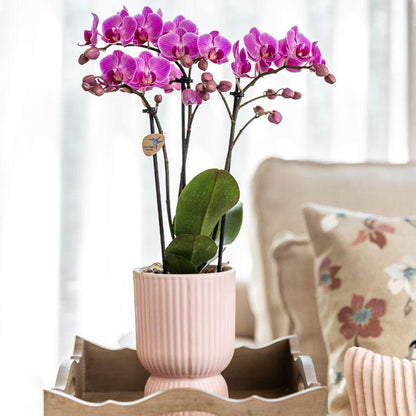 Pflanzfix24 - Set rosa gefleckte Orchidee & Sukkulente auf Tablett - frisch vom Züchter