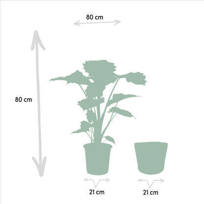 Alocasia Portodora - Ø21cm - ↕80cm + Korb Igmar - Pflanzfix24