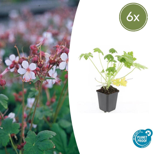 6x Geranium macr. 'Spessart' - ↕10-25cm - Ø9cm von Pflanzfix24