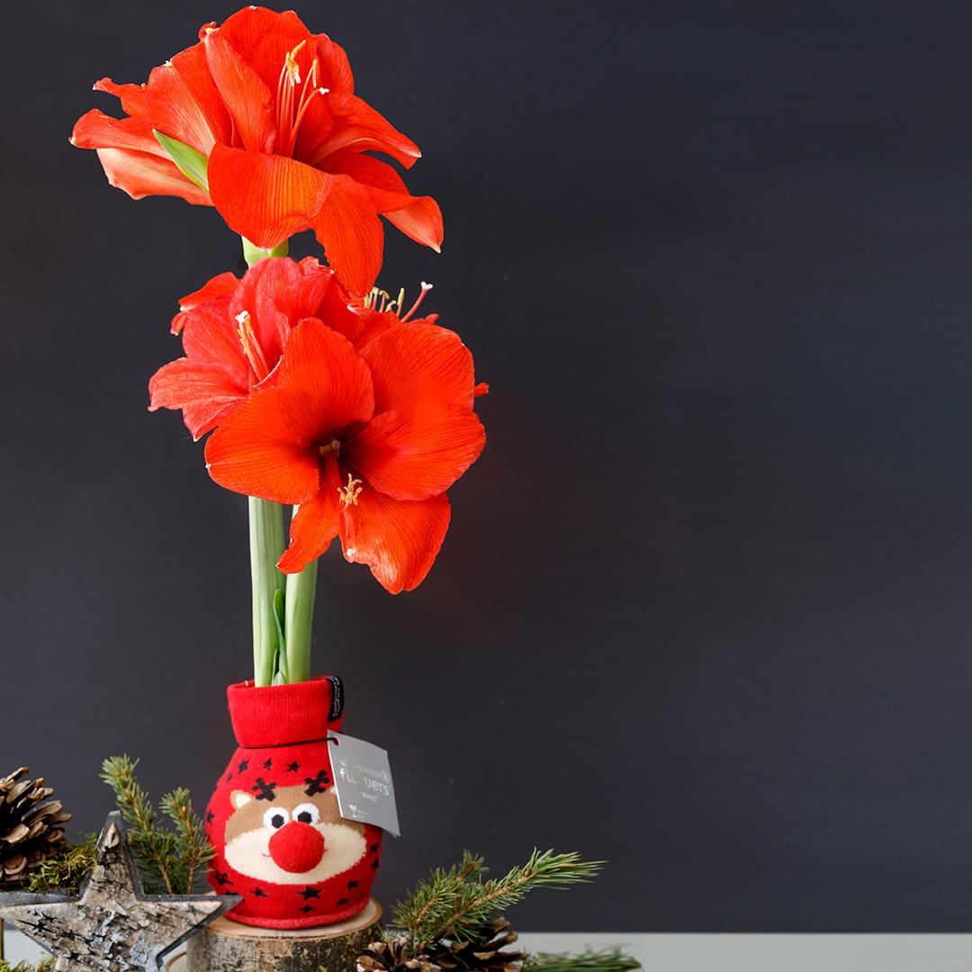 No Water Flowers® Fashionz Xmas Fun Classic Mix (3 pack) + Red flower - Pflanzfix24