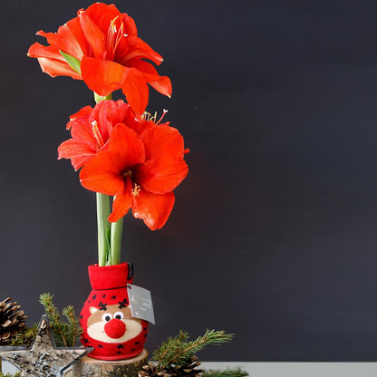 No Water Flowers® Fashionz Xmas Fun Classic Mix (3 pack) + Red flower - Pflanzfix24