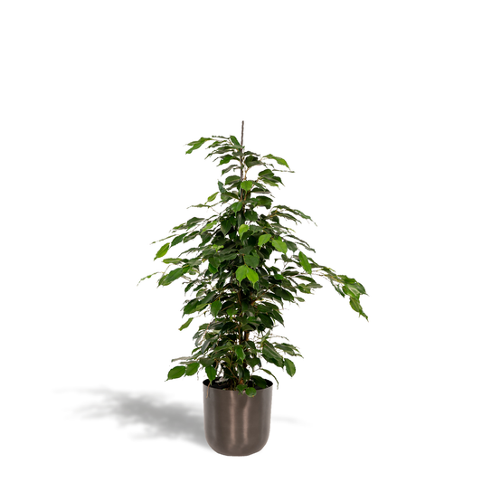 Ficus Benjamina Danielle - Ø21cm - ↕95cm + Topf Mayk Lead - Pflanzfix24.de - Pflanzfix24.de
