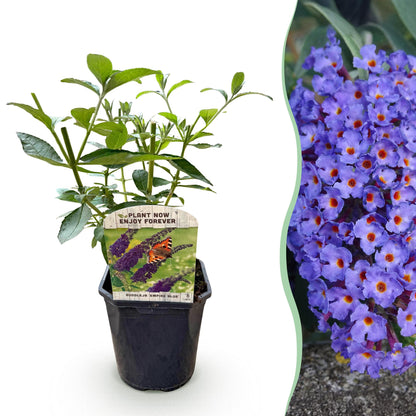 pflanzfix24 - Schmetterlingsstrauch - Buddleja davidii Empire Blue - 1 Pflanze