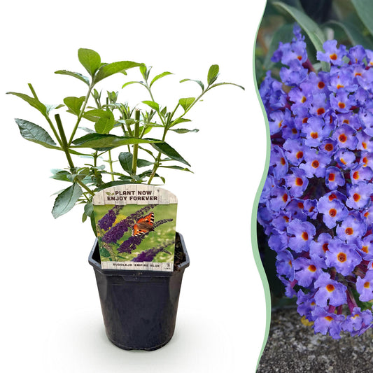 pflanzfix24 - Schmetterlingsstrauch - Buddleja davidii Empire Blue - 1 Pflanze
