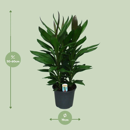 Cordyline Glauca - Ø19cm - ↕60cm von Pflanzfix24