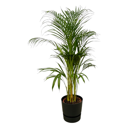 Areca Palm inkl. elho Topf - 110cm - Ø21cm - Pflanzfix24.de - Pflanzfix24.de