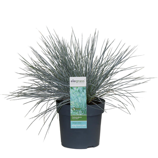 Festuca glauca Azura Blue - Ø14 - ↨30cm - Pflanzfix24