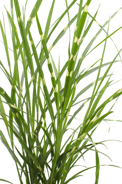 Miscanthus sinensis Strictus Zebra Gras Ø23cm | Pflanzfix24.de - Pflanzfix24.de