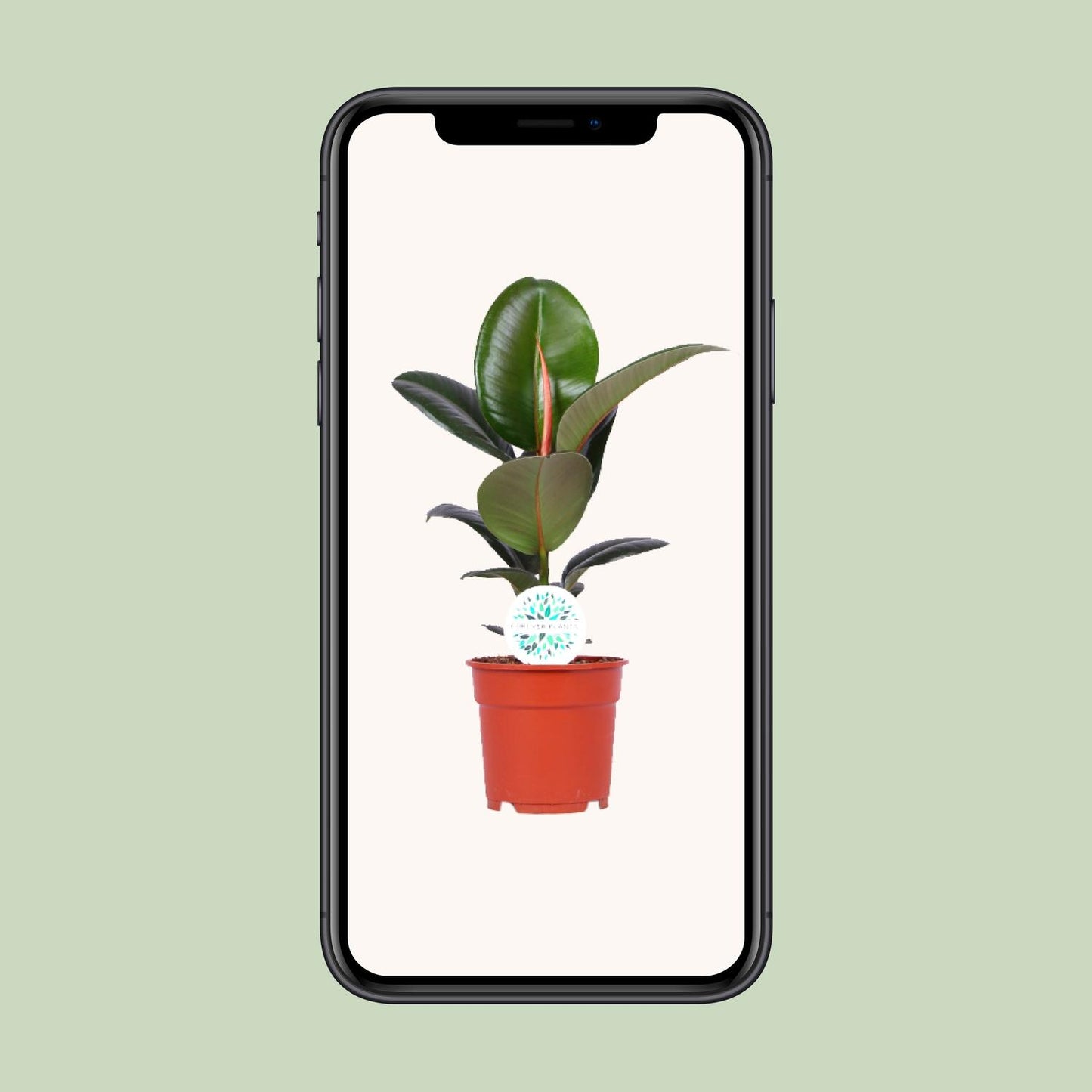 Ficus Elastica Robusta - Ø17cm - ↕55cm bei Pflanzfix24