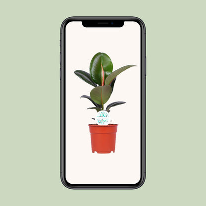 Ficus Elastica Robusta - Ø17cm - ↕55cm bei Pflanzfix24