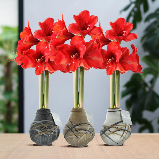 No Water Flowers® Waxz® Art Rembrandt Mix (3 pack) + Red flower - Pflanzfix24