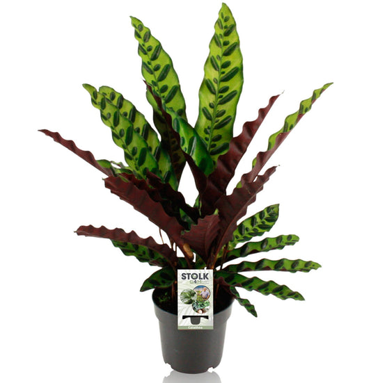 Calathea Lancifolia Insignis - Ø14cm - pflanzfix24