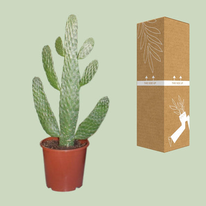 Opuntia Consolea Ø17cm | Kaktus 55cm bei Pflanzfix24