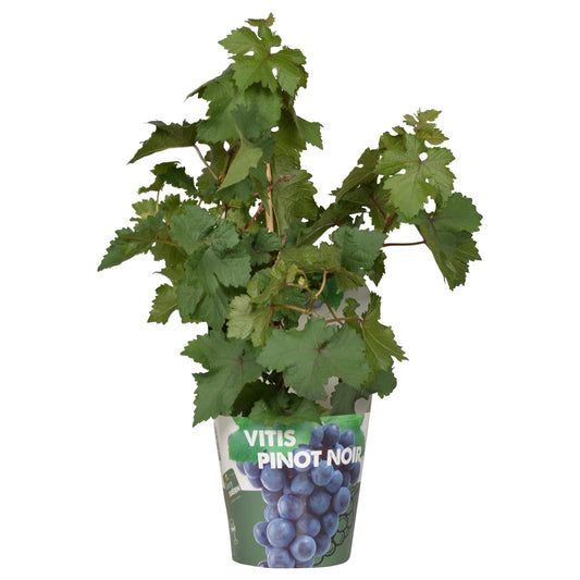 Vitis Pixie Pinot Noir Ø21 cm – Zwergweinrebe | Pflanzfix24