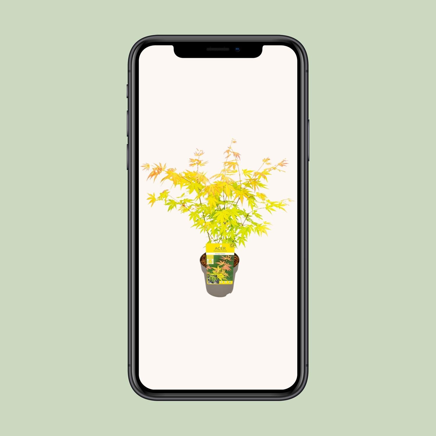 Acer palmatum Orange Dream - Ø15cm - ↕30cm bei Pflanzfix24.de - Pflanzfix24.de