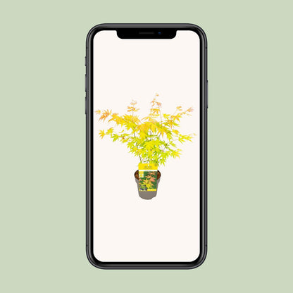 Acer palmatum Orange Dream - Ø15cm - ↕30cm bei Pflanzfix24.de - Pflanzfix24.de