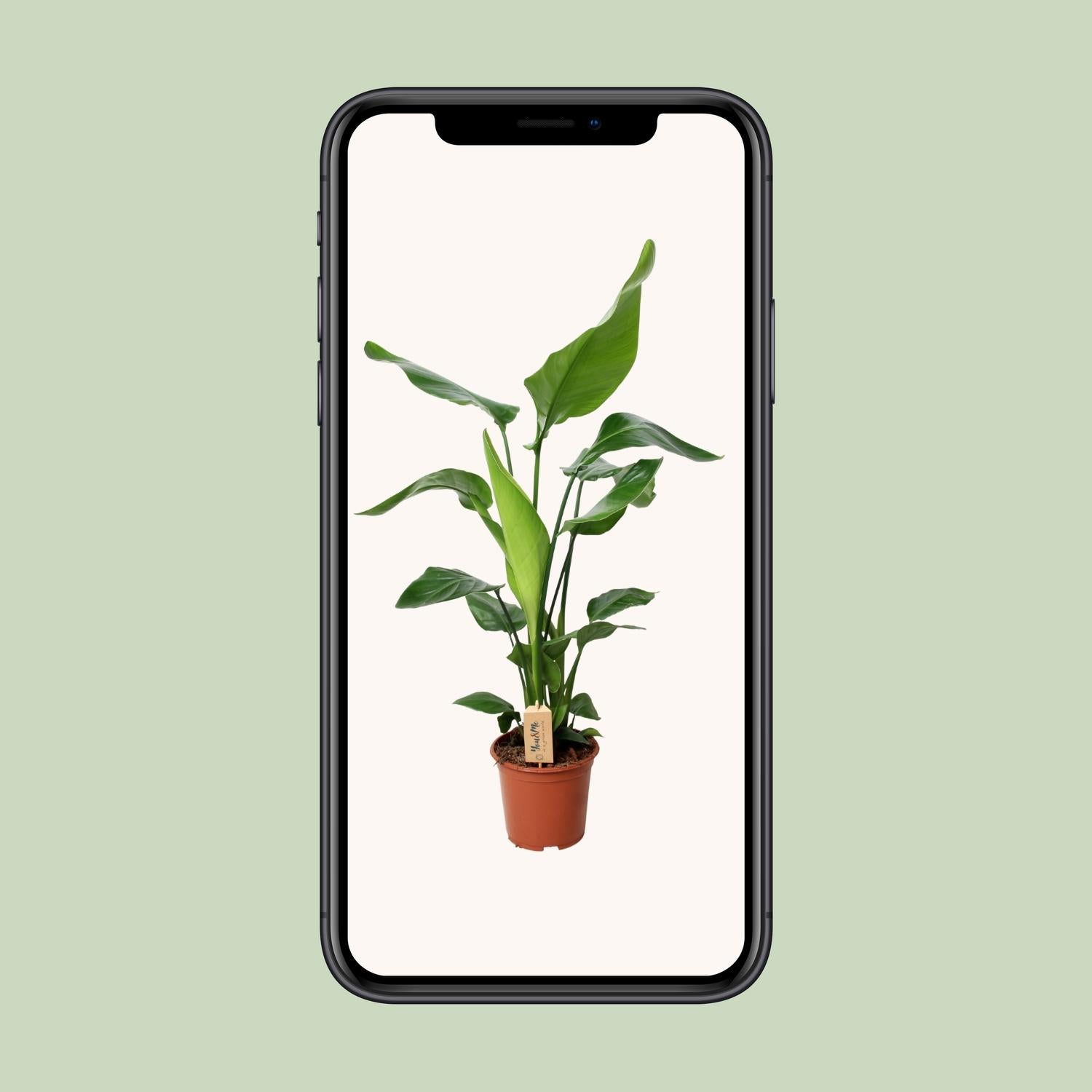 Strelitzia Nicolai 90cm Ø19cm – Exotische Zimmerpflanze | Pflanzfix24.de - Pflanzfix24.de