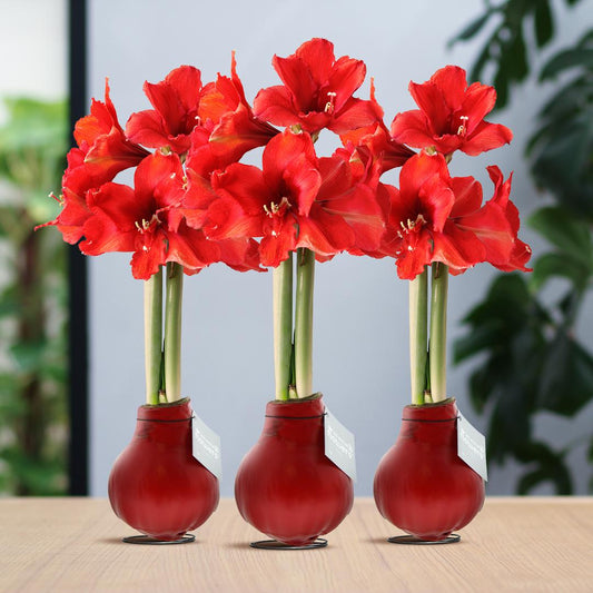 No Water Flowers® (wax amaryllis) | Waxz® Colours Red (3 pack) + Red flower - Pflanzfix24