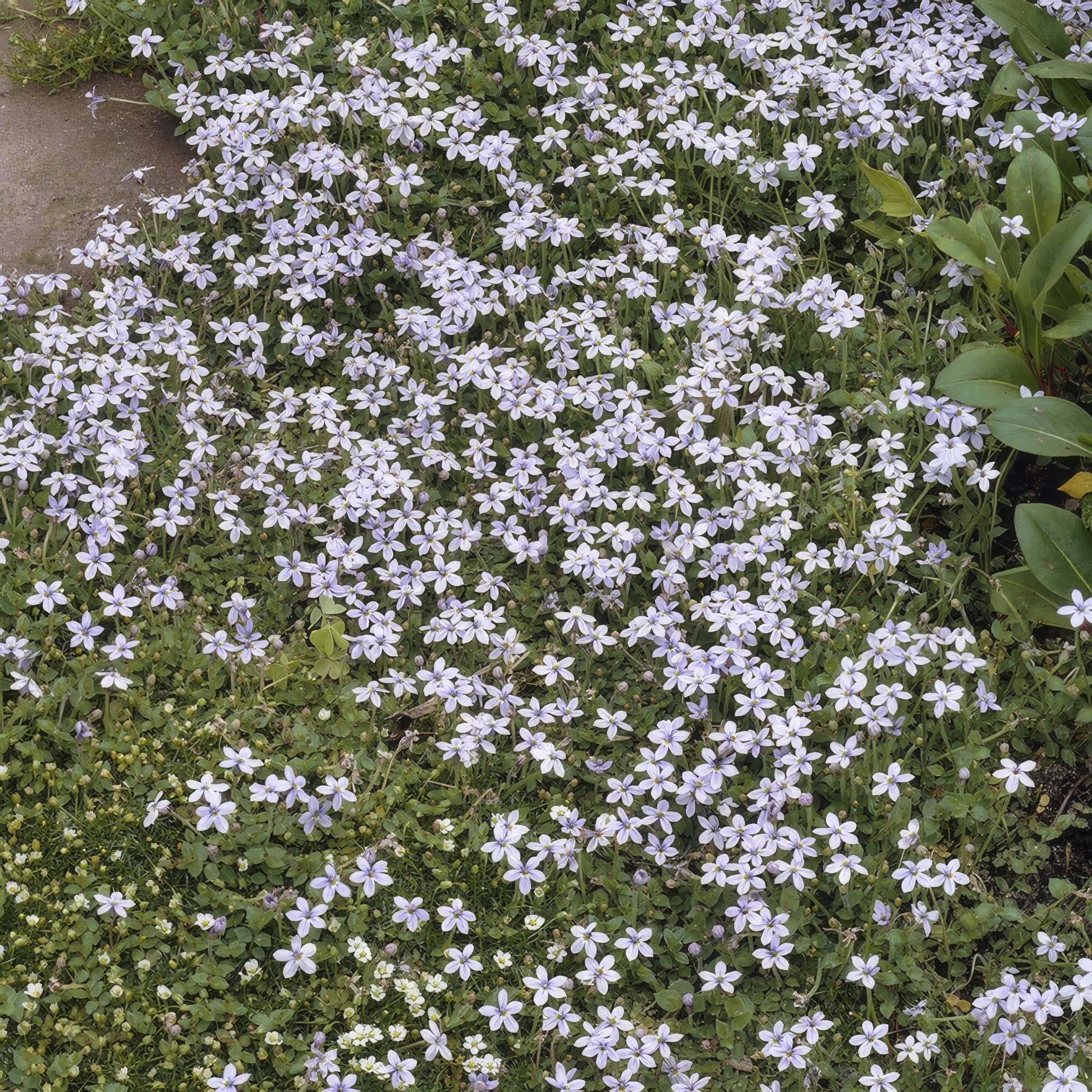 12x Isotoma fluviatilis – Blauer Sternteppich Bodendecker | Pflanzfix24.de - Pflanzfix24.de