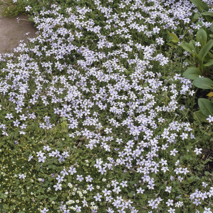 12x Isotoma fluviatilis – Blauer Sternteppich Bodendecker | Pflanzfix24.de - Pflanzfix24.de