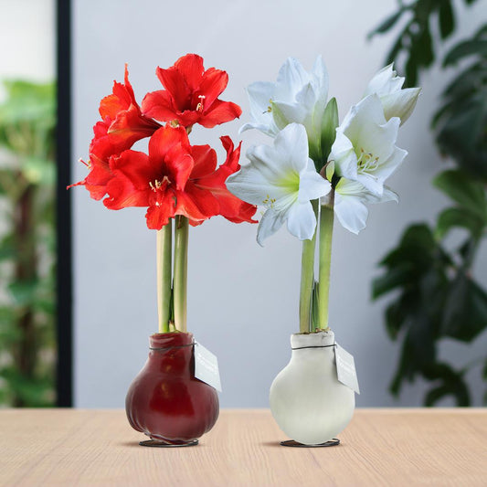No Water Flowers® (wax amaryllis) | Waxz® Colours Classic duo Mix (2 pack) + Red & White flower - Pflanzfix24