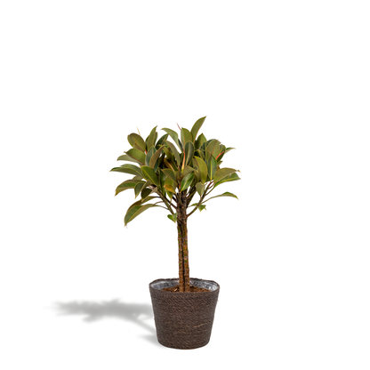 Ficus elastica Melany Stamm + Korb Igmar - ↨90cm - Ø21cm bei Pflanzfix24