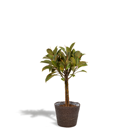 Ficus elastica Melany Stamm + Korb Igmar - ↨90cm - Ø21cm bei Pflanzfix24