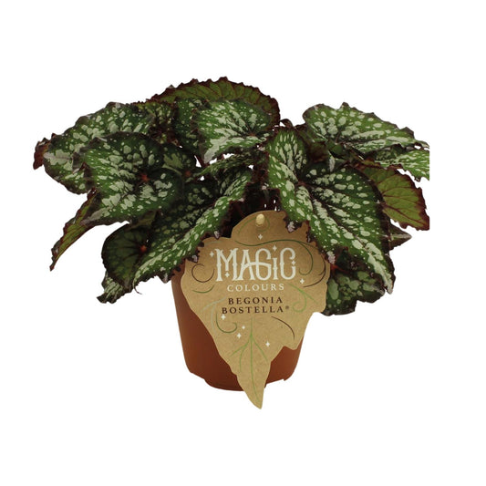 Begonia Rex Bostella - Ø12 ↕25 - Pflanzfix24
