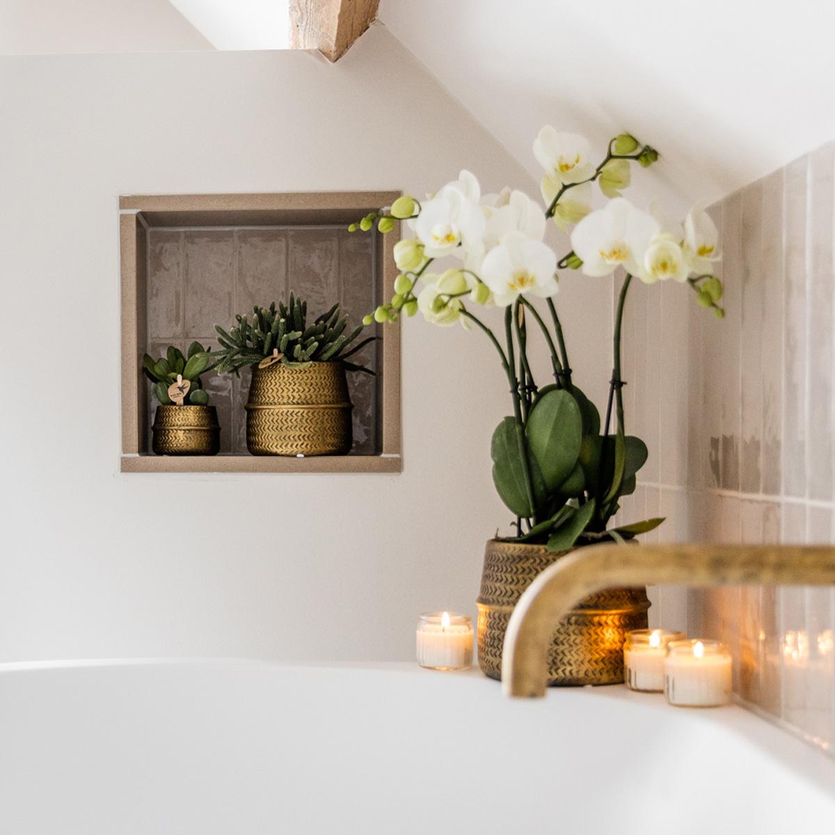 Phalaenopsis Orchidee Jewel Weiß im Groove-Topf – Pflanzfix24.de - Pflanzfix24.de