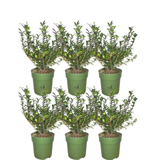 Pflanzfix24 - 1m Stechpalmen Hecke - Ilex crenata 'Jenny'® - 6er Set winterharte Heckenpflanzen