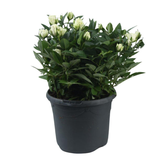 Rosa Jewel Patio White - Ø17cm - ↕30cm von Pflanzfix24