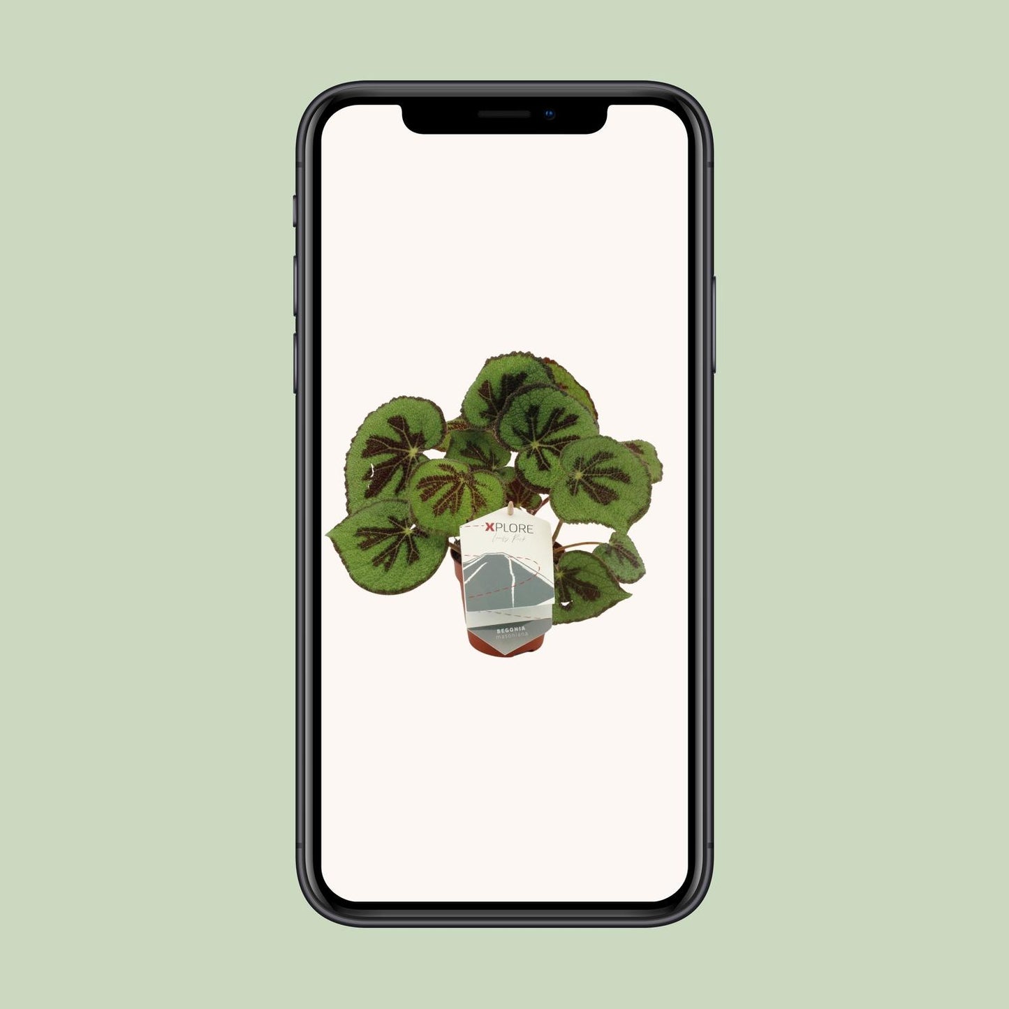 Begonia Masoniana Rock - Ø12 ↕30 von Pflanzfix24