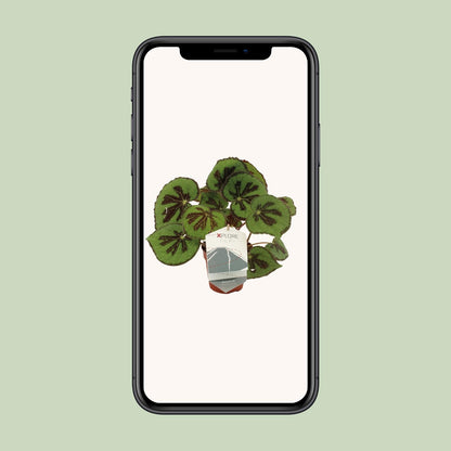 Begonia Masoniana Rock - Ø12 ↕30 von Pflanzfix24