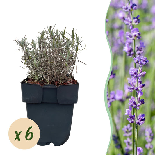 Heckenpflanzen - Lavandula angustifolia Hidcote - 6 Pflanzen - 1m - immergrün - Pflanzfix24.de - Pflanzfix24.de